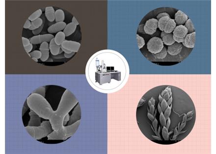 SEM-生物掃描電鏡