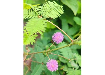 動(dòng)物/植物檢測(cè)